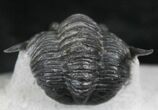 Sweet Cornuproetus Trilobite With Free-Standing Genals #27570-5